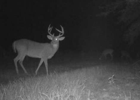 Deers can see in the dark