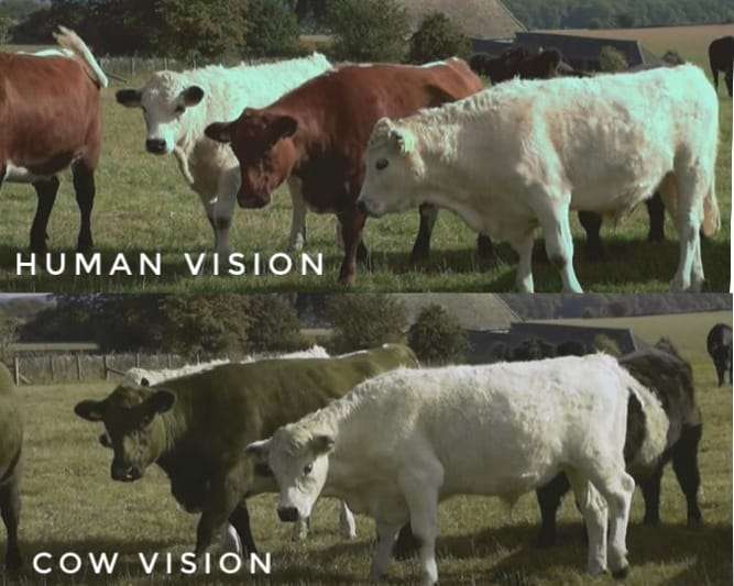 cow-vision-vs-human-vision