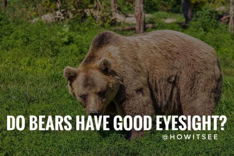 do bears have good eyesight
