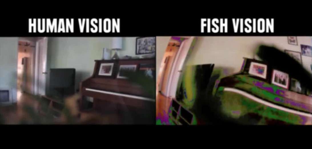 fish vision vs human vision