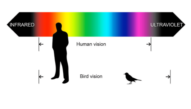 how birds see humans