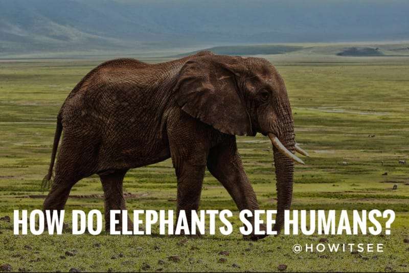 how do elephants see humans