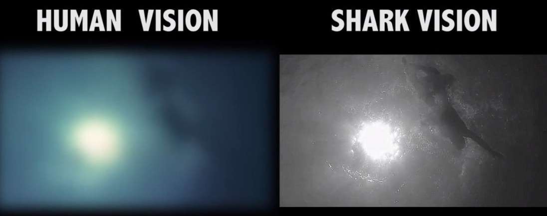 human vision vs shark vision