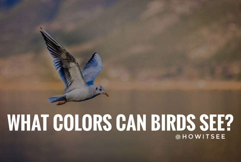 what colors can birds see Birds Vision