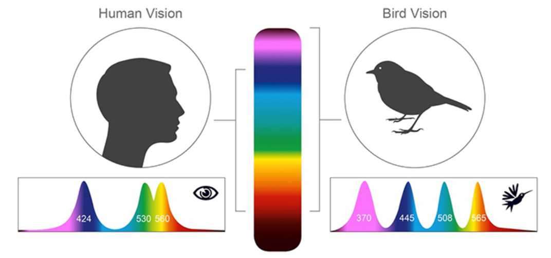 what colors can birds see