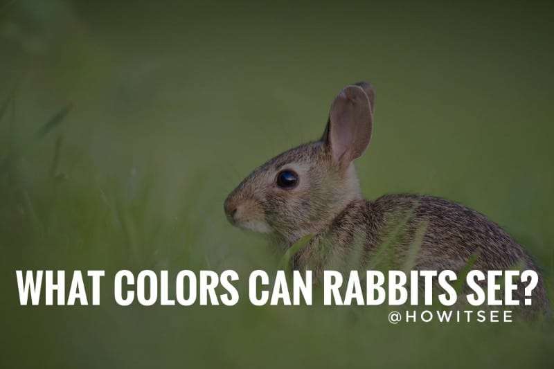 what colors can rabbits see (Rabbit Vision)