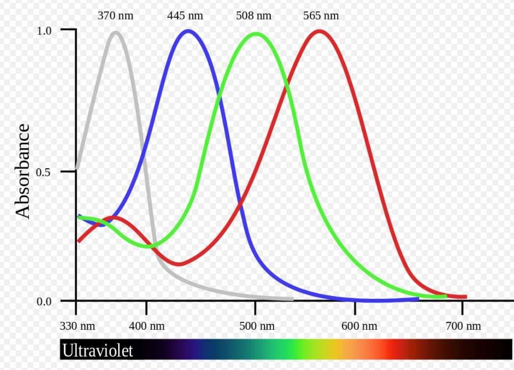 what colors do hummingbirds see