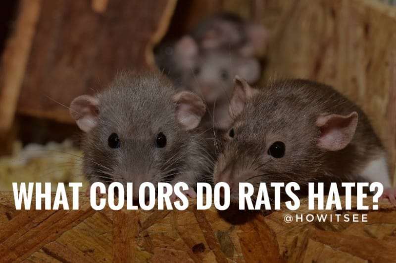 what colors do rats hate