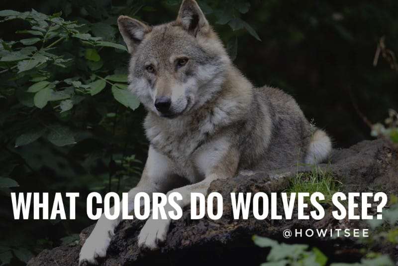 what colors do wolves see