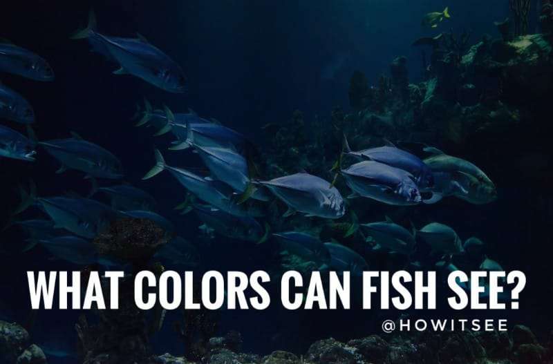 what colors fish can see