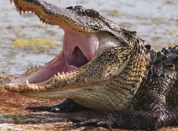 Alligator with wide mouth open during summers
