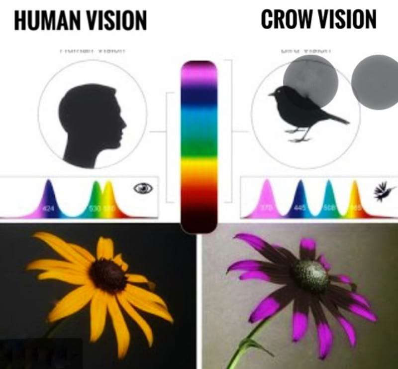 Are-Crows-colorblind-Crow-Vision