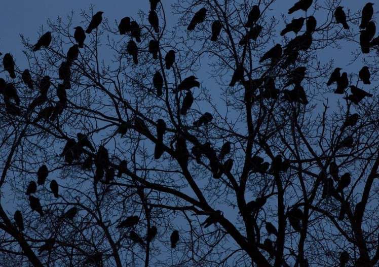 Are-Crows-nocturnal
