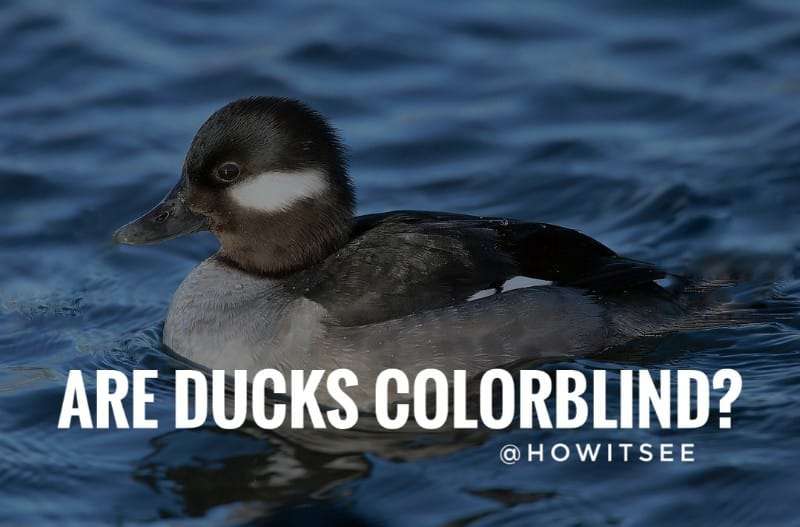 Are Ducks Colorblind Duck Vision