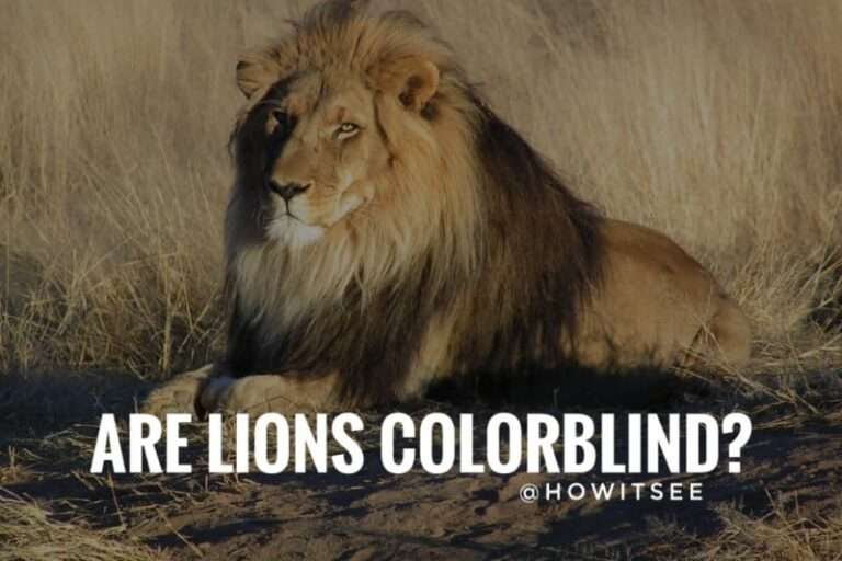 Are Lions Colorblind