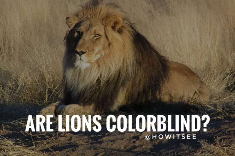 Are Lions Colorblind or Do they see colors? Lion Vision vs Human Vision  (2023) -