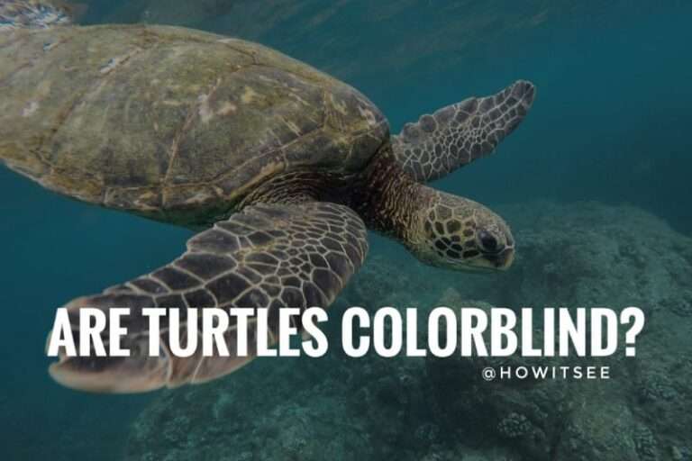 Are Turtles Colorblind Turtle Vision