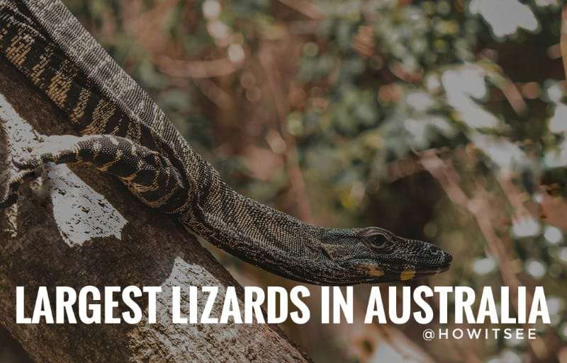 Australian Biggest Lizards