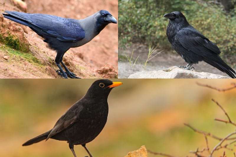 Black Bird vs Crow vs Raven