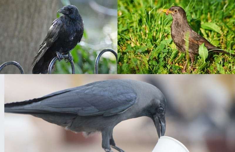 Black Birds vs Crows vs Ravens