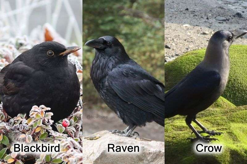 Blackbird vs Crow vs Raven