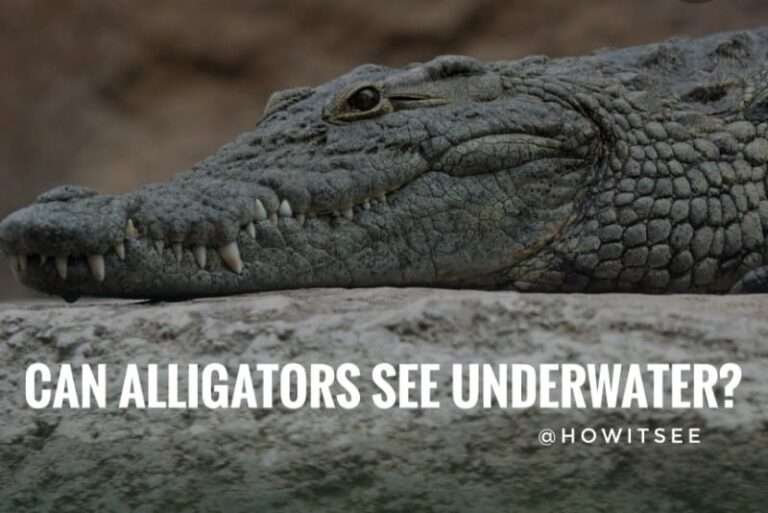 Can Alligators/Crocodiles see underwater