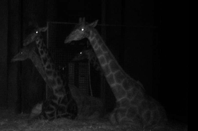 Giraffe night vision
