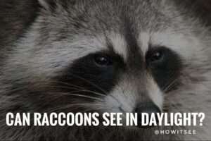 Can Raccoons See in Daylight & at Night? Raccoons Vision Explained ...