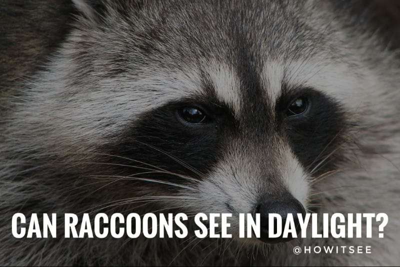 Can Raccoons See in Daylight & at Night Raccoons Vision