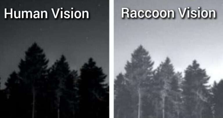 Can Raccoons See in Daylight & at Night? Raccoons Vision Explained