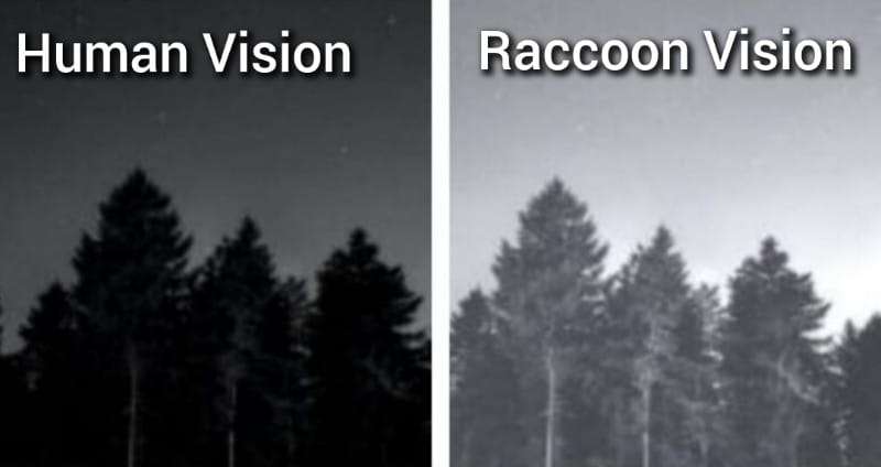 Raccoons Night Vision