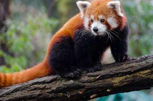 Can Red Pandas see in the Dark