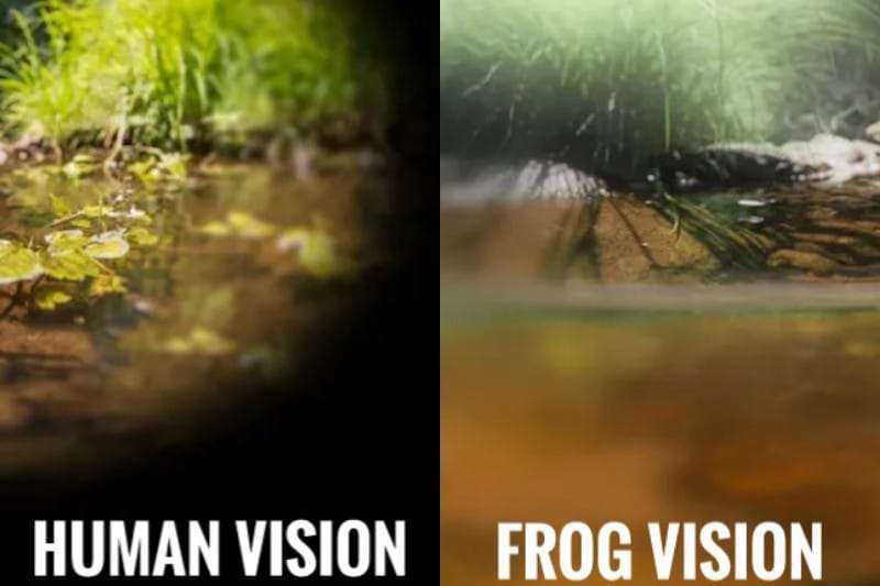 Frog Color Vision