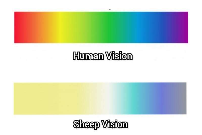 Sheep color vision