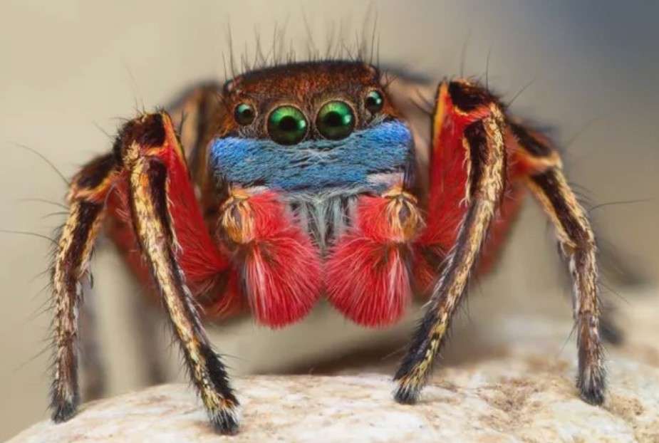 Spiders Color Vision