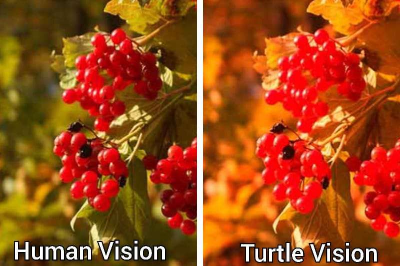 Human Color Vision vs Turtle Color Vision