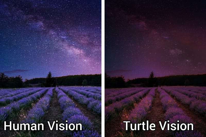 Human Night Vision vs Turtle Night Vision