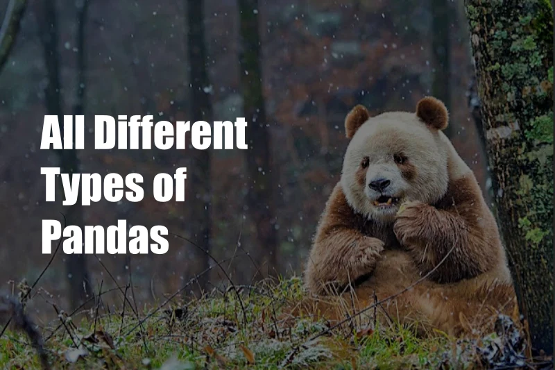 All Different Types of Pandas