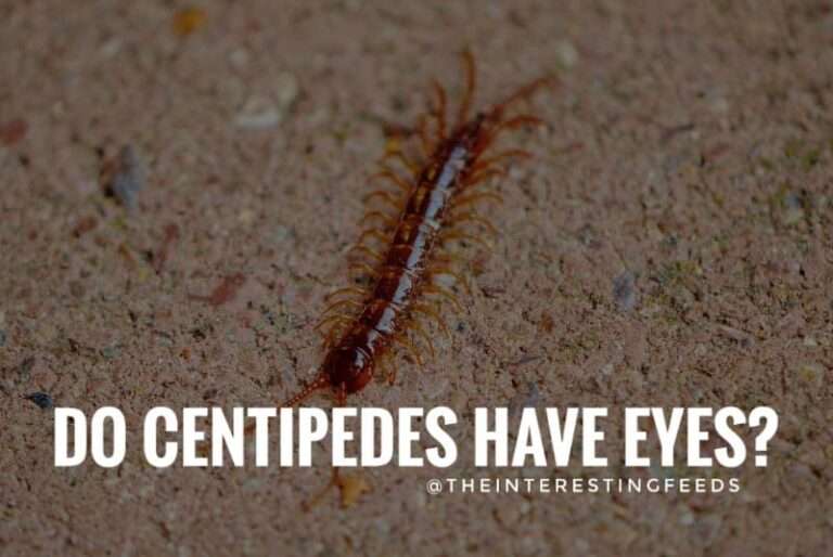 Do-Centipedes-have-Eyes-Centipedes Vision