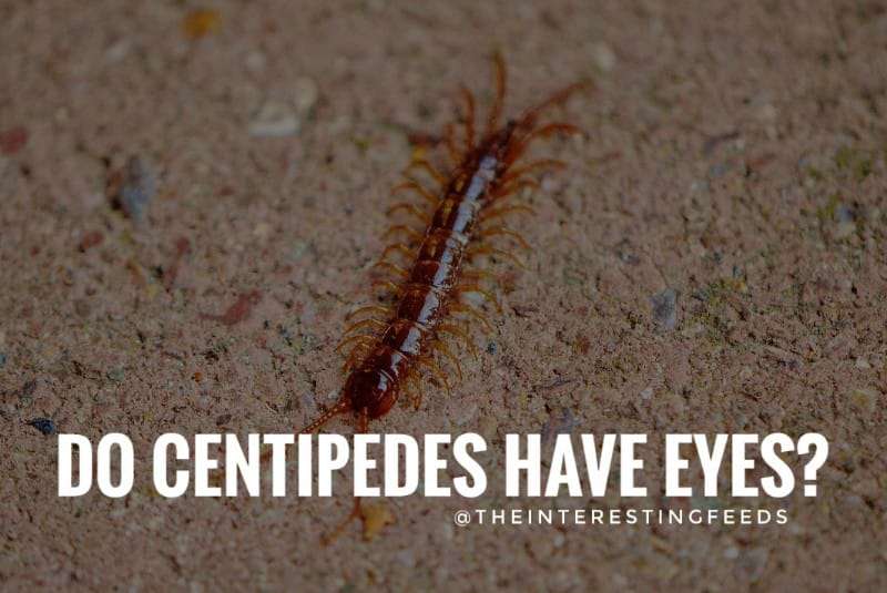 Do-Centipedes-have-Eyes-Centipedes Vision