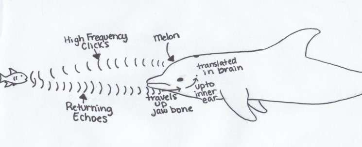 Dophin uses Echolocation