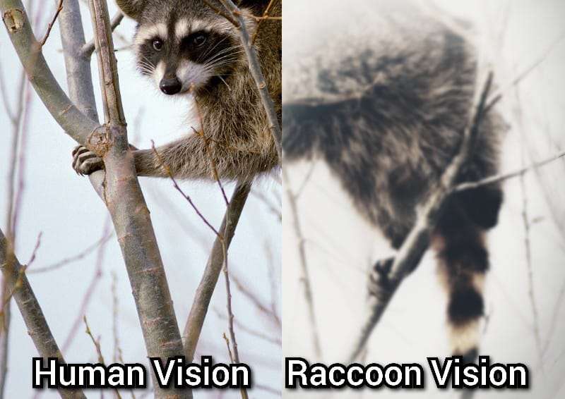 Human Vision vs Raccoons Vision