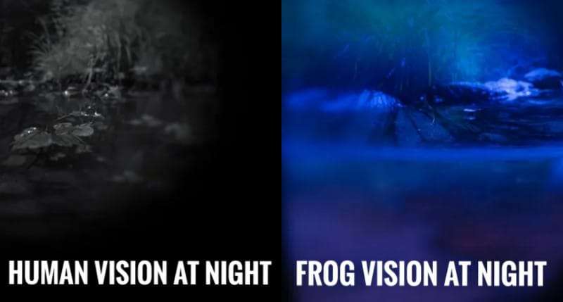 Frog Night Vision