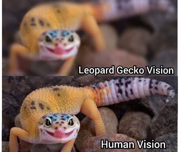 Gecko vision vs Human vision