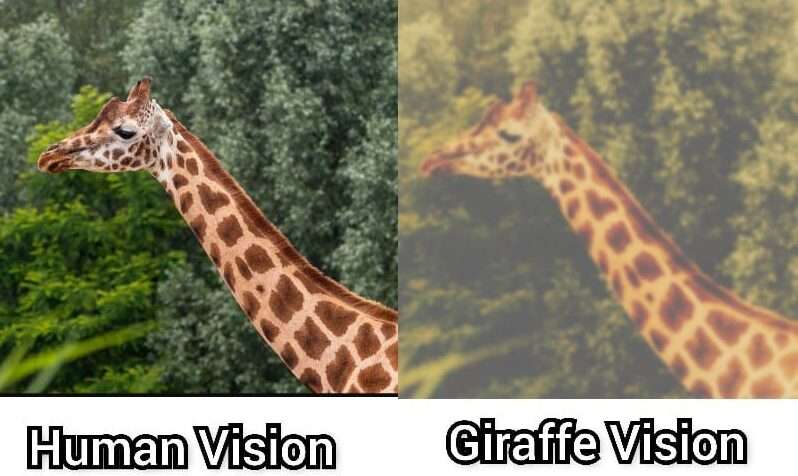 Giraffe-Vision-vs-human-vision