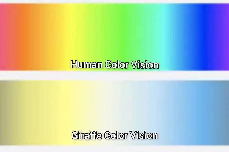 Giraffe-color-vision