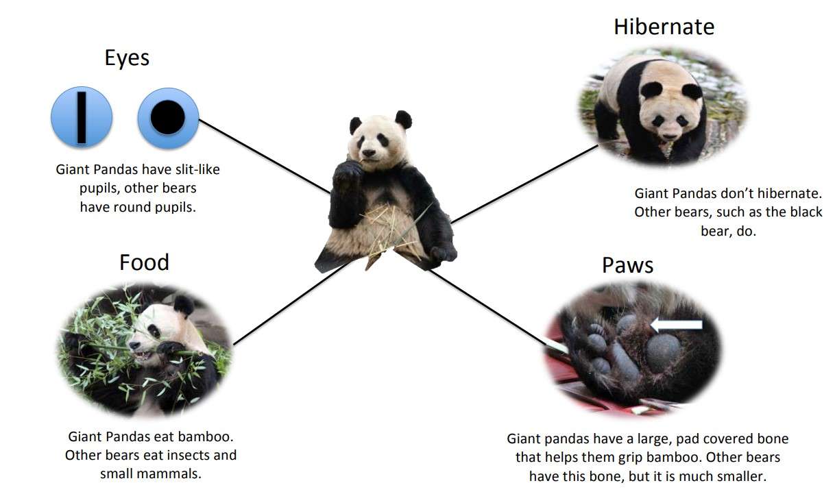 Pandas are different from other Bears