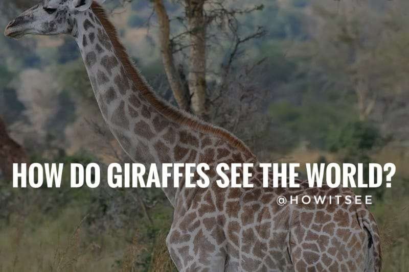 How do Giraffes see the world? Giraffe's Vision Explained (2022)