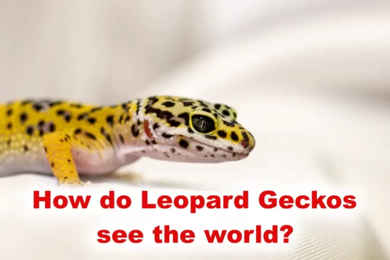Leopard Gecko Vision
