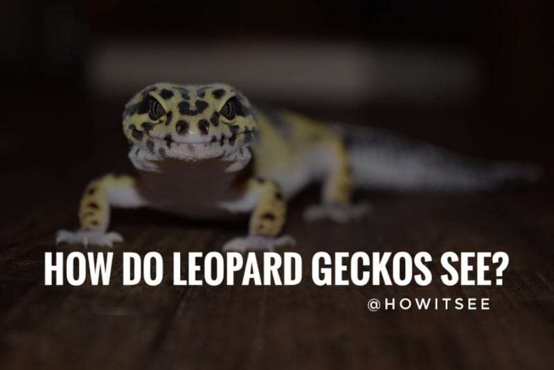 How do Leopard Geckos see